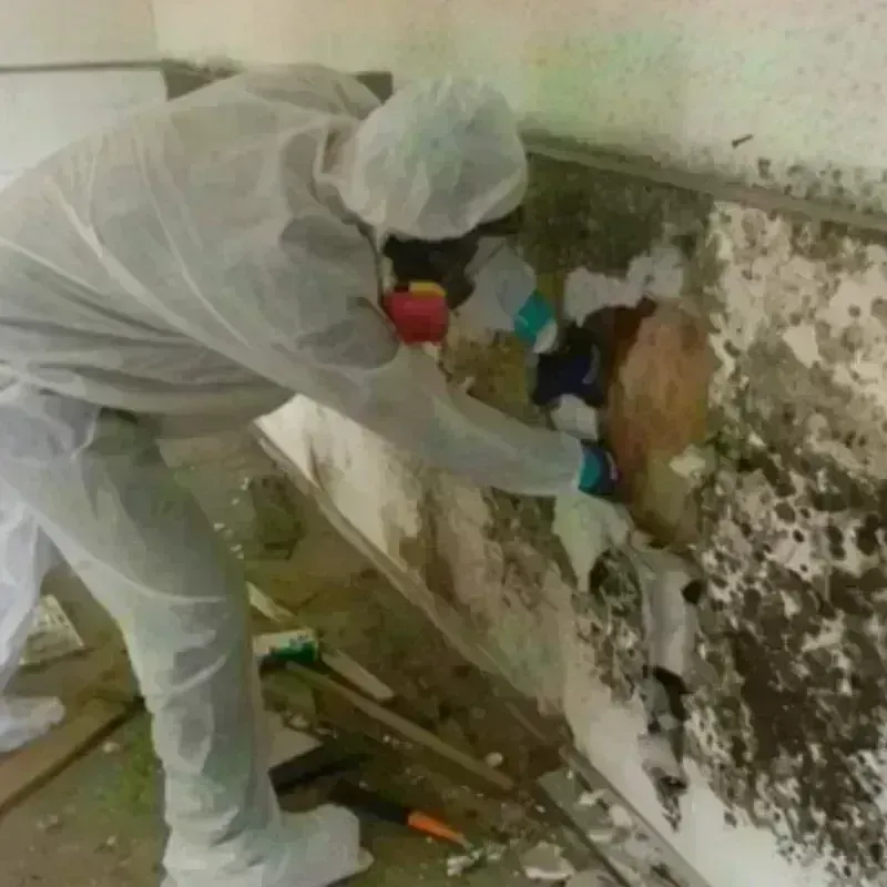 Mold Remediation and Removal in Copperopolis, CA